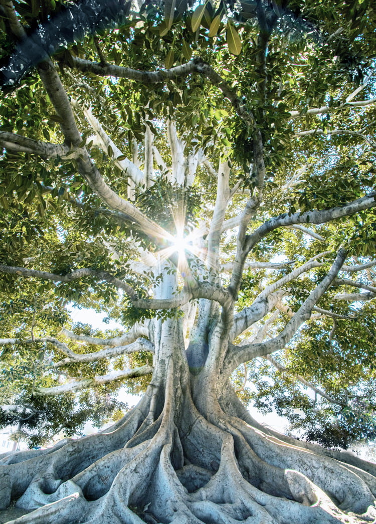 Tree-of-life3